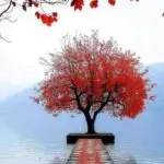 دانلود آهنگ دل عاشقم بزار فدای این عشق بشه “هوش مصنوعی” از حمیرا